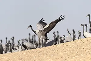 Demoiselle: Asie, Inde, Rajasthan, du Thar, Kichan