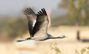 Demoiselle: Asie, Inde, Rajasthan, du Thar, Kichan