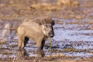 Suidae: Asie, Inde, Rajasthan, Parc national de Rathambore