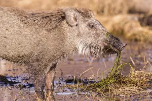 Suidae: Asie, Inde, Rajasthan, Parc national de Rathambore