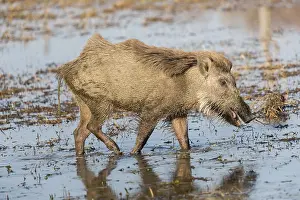 Suidae: Asie, Inde, Rajasthan, Parc national de Rathambore