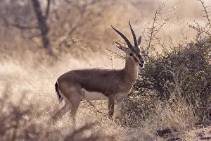 Gazella: Asie, Inde, Rajasthan, Parc national de Rathambore