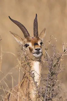 Gazella: Asie, Inde, Rajasthan, Parc national de Rathambore