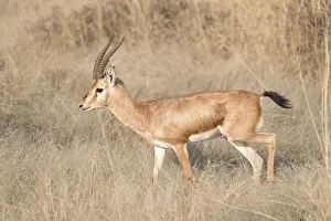 Gazella: Asie, Inde, Rajasthan, Parc national de Rathambore