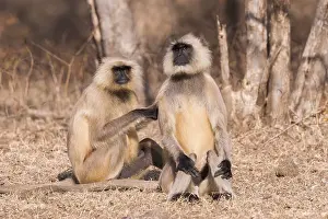 Hanuman: Asie, Inde, Rajasthan, Parc national de Rathambore