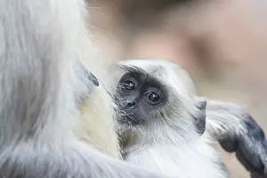 Hanuman: Asie, Inde, Rajasthan, Parc national de Rathambore