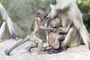 Hanuman: Asie, Inde, Rajasthan, Parc national de Rathambore