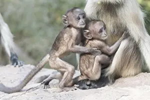 Hanuman: Asie, Inde, Rajasthan, Parc national de Rathambore