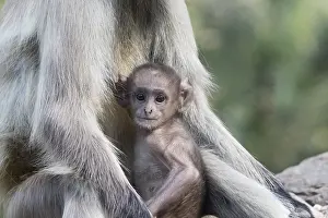 Hanuman: Asie, Inde, Rajasthan, Parc national de Rathambore