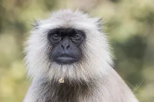 Hanuman: Asie, Inde, Rajasthan, Parc national de Rathambore