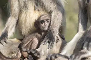 Hanuman: Asie, Inde, Rajasthan, Parc national de Rathambore