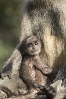 Hanuman: Asie, Inde, Rajasthan, Parc national de Rathambore