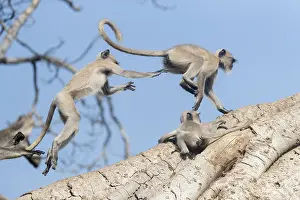 Ficus: Asie, Inde, Rajasthan, Parc national de Rathambore