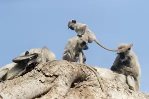 Ficus: Asie, Inde, Rajasthan, Parc national de Rathambore