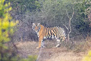Personnage: Asie, Inde, Rajasthan, Parc national de Rathambore