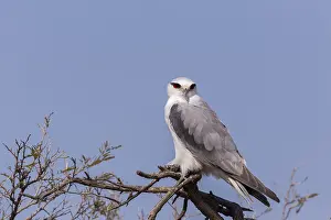 Personnage: Asie, Inde, Rajasthan, Parc national de Rathambore