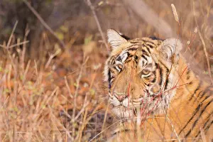 Indien: Asie, Inde, Rajasthan, Parc national de Rathambore