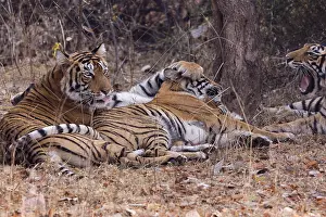 Indien: Asie, Inde, Rajasthan, Parc national de Rathambore