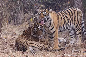 Indien: Asie, Inde, Rajasthan, Parc national de Rathambore