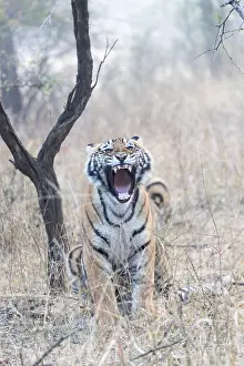 Indien: Asie, Inde, Rajasthan, Parc national de Rathambore