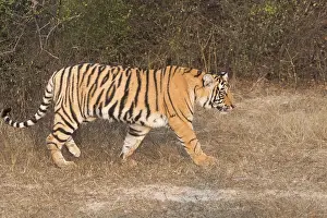 Indien: Asie, Inde, Rajasthan, Parc national de Rathambore