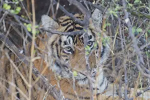 Indien: Asie, Inde, Rajasthan, Parc national de Rathambore