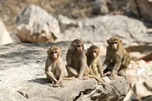 Macaque: Asie, Inde, Rajasthan, Parc national de Rathambore, Macaque
