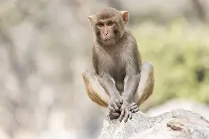 Macaque: Asie, Inde, Rajasthan, Parc national de Rathambore, Macaque