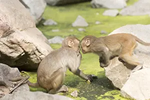 Macaque: Asie, Inde, Rajasthan, Parc national de Rathambore, Macaque