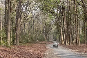 Linde: Asie, Inde, Uttarakhand, Parc national Jim Corbett