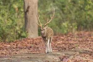 Chital: Asie, Inde, Uttarakhand, Parc national Jim Corbett