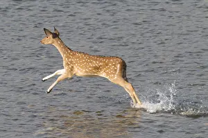 Chital: Asie, Inde, Uttarakhand, Parc national Jim Corbett
