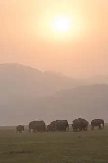 Linde: Asie, Inde, Uttarakhand, Parc national Jim Corbett