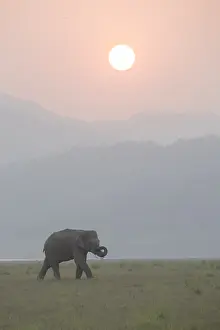 Linde: Asie, Inde, Uttarakhand, Parc national Jim Corbett