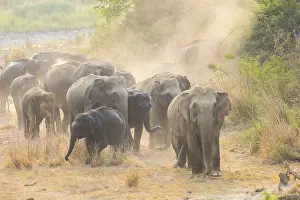 Linde: Asie, Inde, Uttarakhand, Parc national Jim Corbett