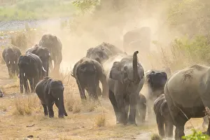 Linde: Asie, Inde, Uttarakhand, Parc national Jim Corbett