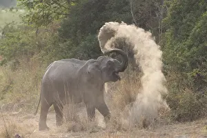 Bain: Asie, Inde, Uttarakhand, Parc national Jim Corbett