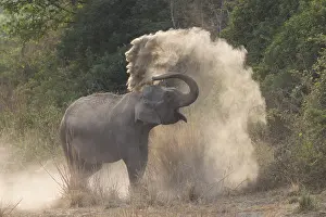Bain: Asie, Inde, Uttarakhand, Parc national Jim Corbett
