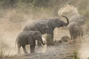 Bain: Asie, Inde, Uttarakhand, Parc national Jim Corbett