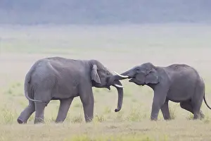 Linde: Asie, Inde, Uttarakhand, Parc national Jim Corbett