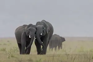 Linde: Asie, Inde, Uttarakhand, Parc national Jim Corbett