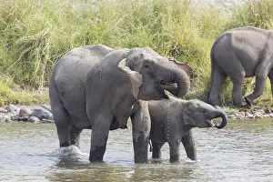 Linde: Asie, Inde, Uttarakhand, Parc national Jim Corbett