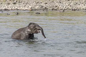 Linde: Asie, Inde, Uttarakhand, Parc national Jim Corbett