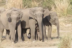 Linde: Asie, Inde, Uttarakhand, Parc national Jim Corbett