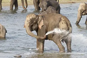 Linde: Asie, Inde, Uttarakhand, Parc national Jim Corbett