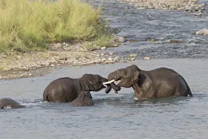 Linde: Asie, Inde, Uttarakhand, Parc national Jim Corbett