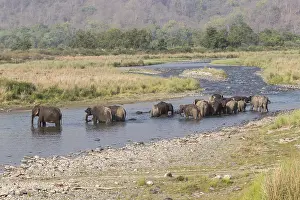 Linde: Asie, Inde, Uttarakhand, Parc national Jim Corbett