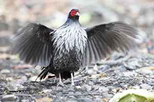 Linde: Asie, Inde, Uttarakhand, Parc national Jim Corbett