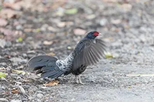 Linde: Asie, Inde, Uttarakhand, Parc national Jim Corbett