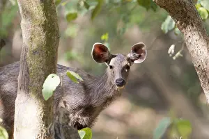 Linde: Asie, Inde, Uttarakhand, Parc national Jim Corbett